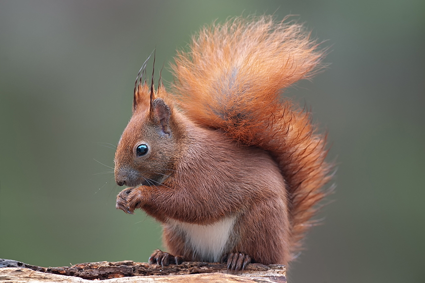 Eichhörnchen knappert am Vogelfutter